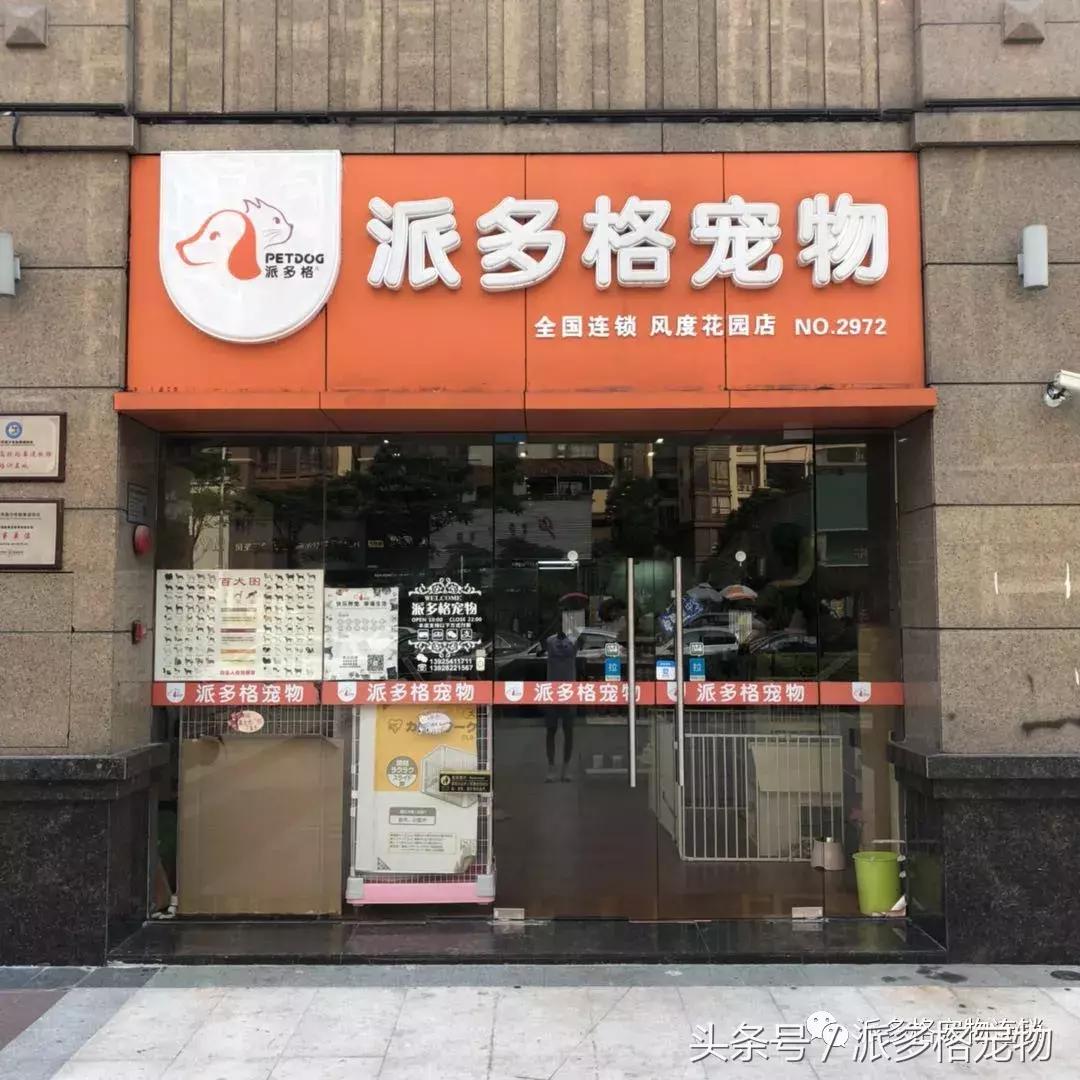 到底是什么让他开了一家派多格宠物店，还想再开一家？