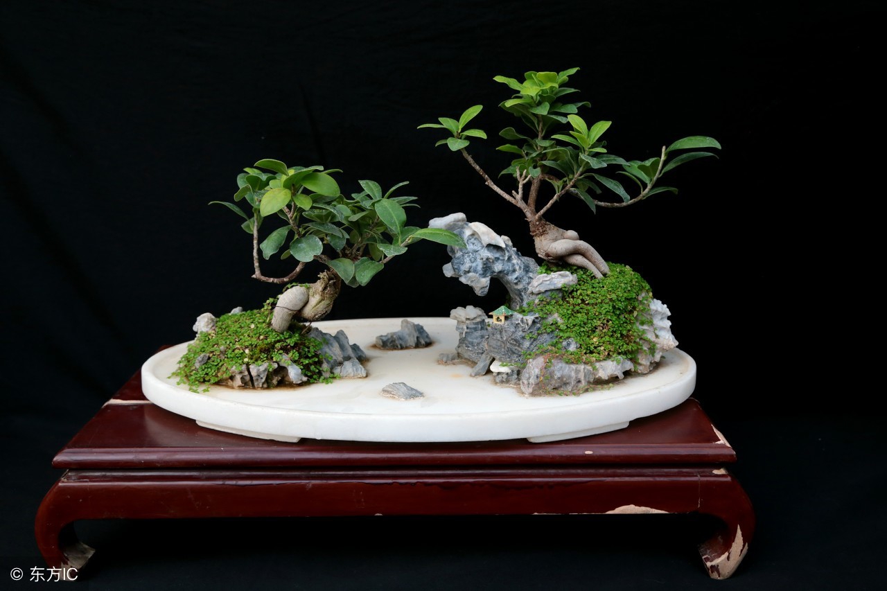 绝美优雅的盆景欣赏（太漂亮了，快分享给朋友吧！）