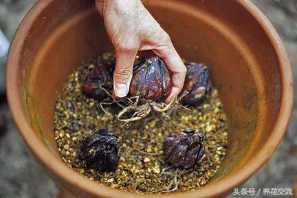 水缸里的睡莲开花了怎么办,最好的睡莲养在水缸里的技巧