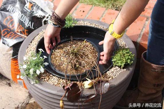 水缸里的睡莲开花了怎么办,最好的睡莲养在水缸里的技巧