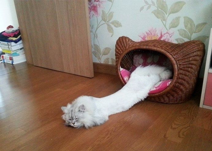 法国研究者证明猫是液体荣获诺贝尔物理学奖