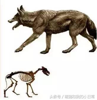 地球曾经存在过最大食肉动物,地球上最强大的单体动物
