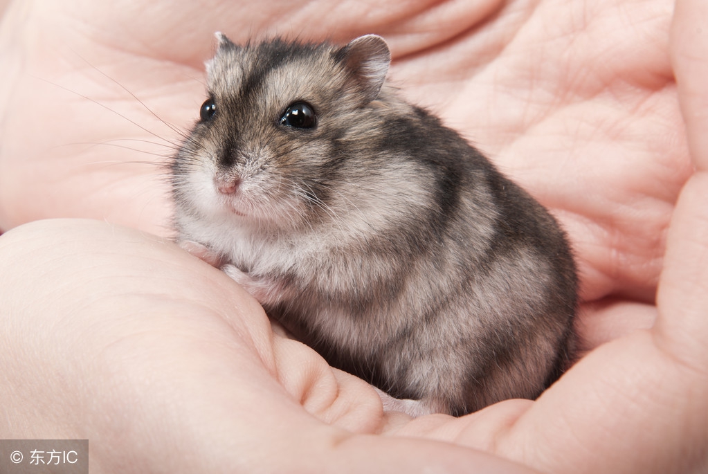 仓鼠拉稀了怎么办要停止吃什么,仓鼠拉稀和湿尾怎么治疗