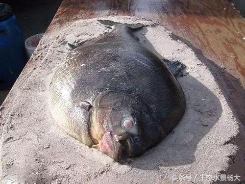 真鱼做法教程,如何自制仿真鱼模型教程