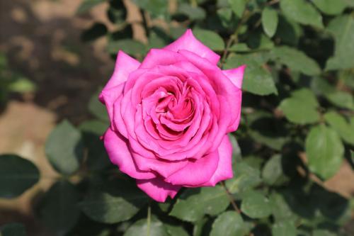 蔷薇杆什么时候嫁接月季最好,正确嫁接果树方法