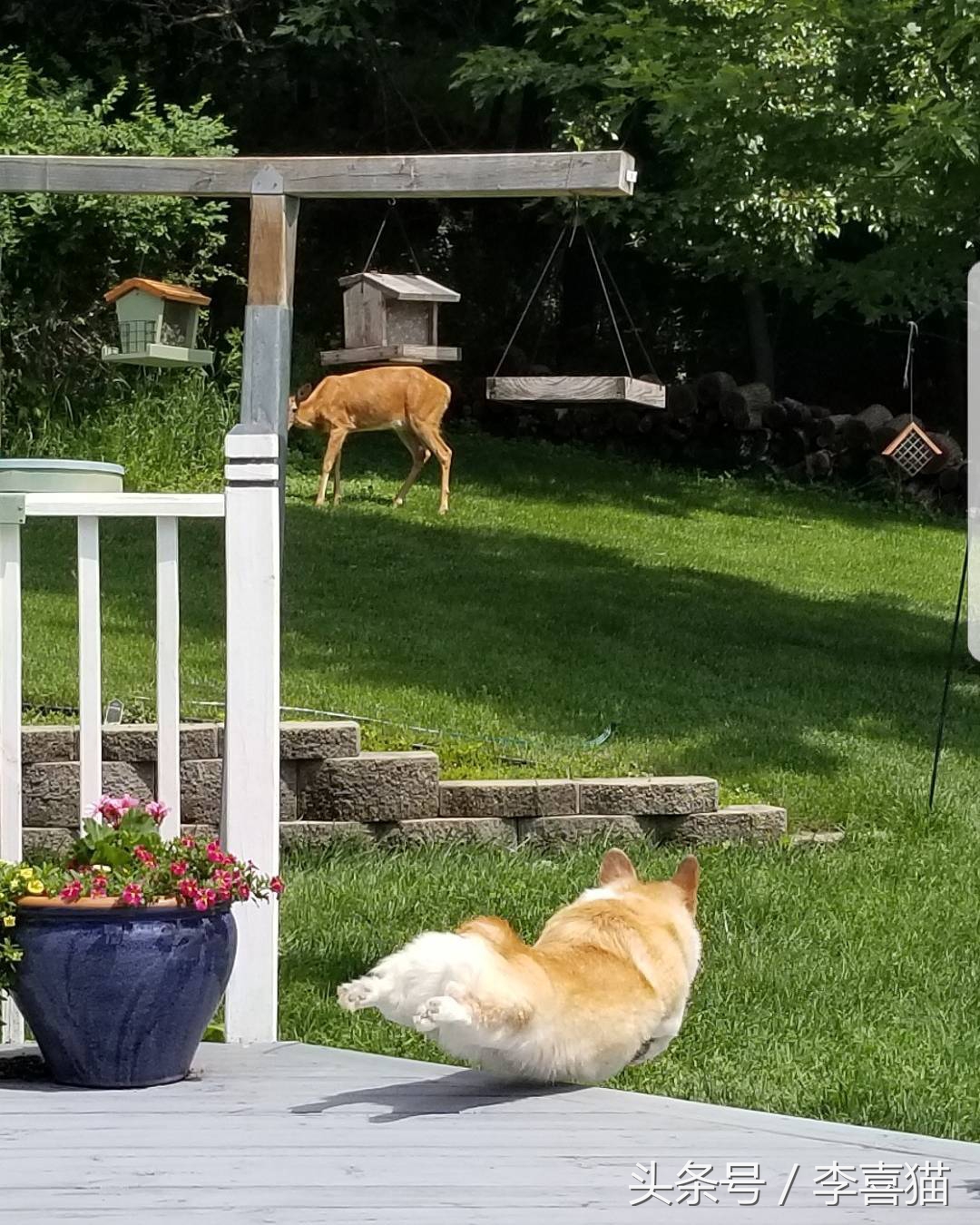 不要小瞧人家柯基的小短腿,柯基撞到了腿一瘸一拐还能跑