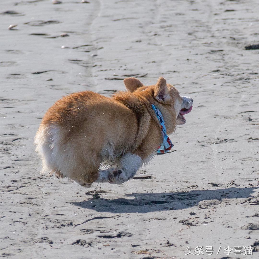 不要小瞧人家柯基的小短腿,柯基撞到了腿一瘸一拐还能跑