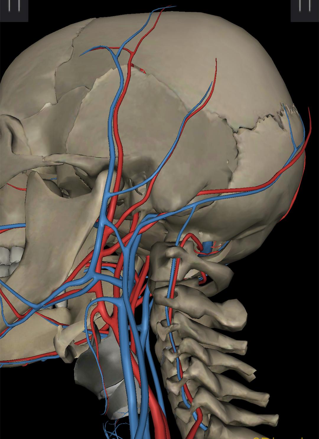 颈椎病是怎么患上的,颈椎病是怎么得的如何预防