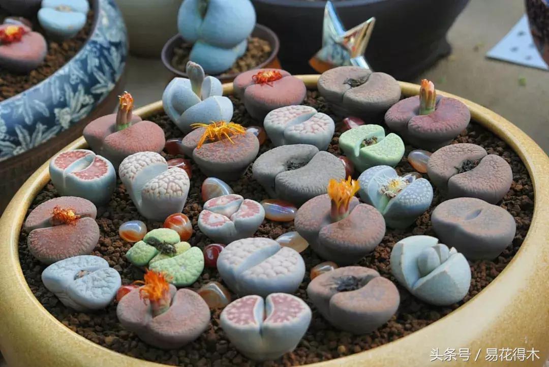 多肉叶片有霉灰怎么办,多肉植物发霉