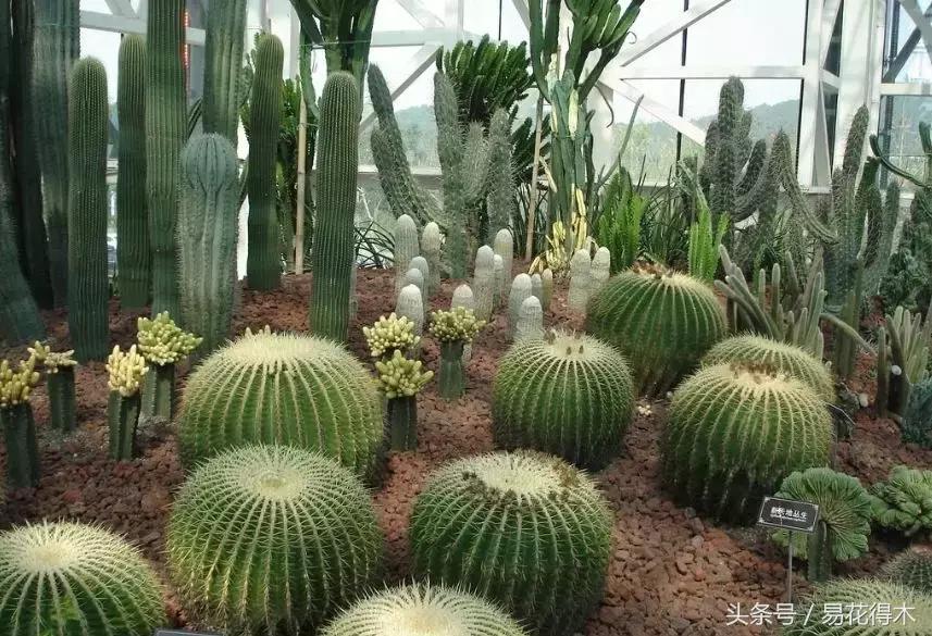 多肉叶片有霉灰怎么办,多肉植物发霉