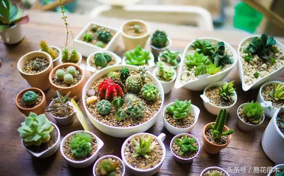 多肉叶片有霉灰怎么办,多肉植物发霉