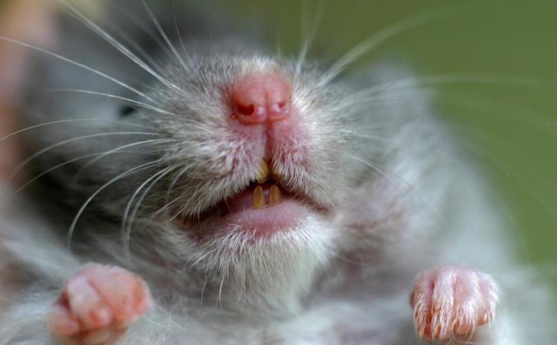 仓鼠的磨牙用什么最好,仓鼠磨牙的正确方法