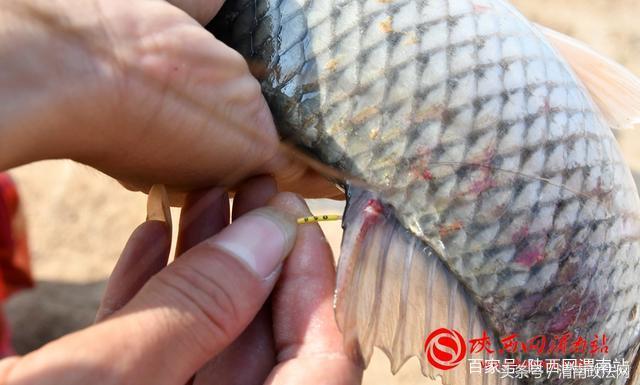 合阳洽川黄河湾,合阳钓鱼大赛