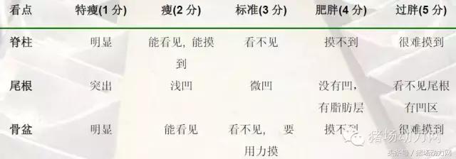 猪场分娩舍有哪些重点,猪场正常分娩接产的操作流程