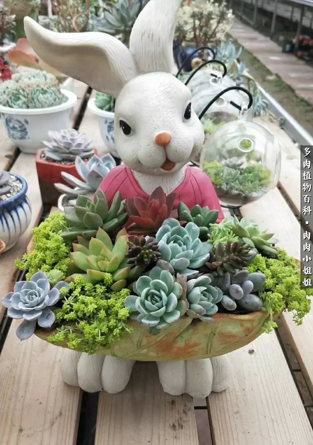 爱“肉”的川妹子入了巨坑！终于把爱好变成了事业！