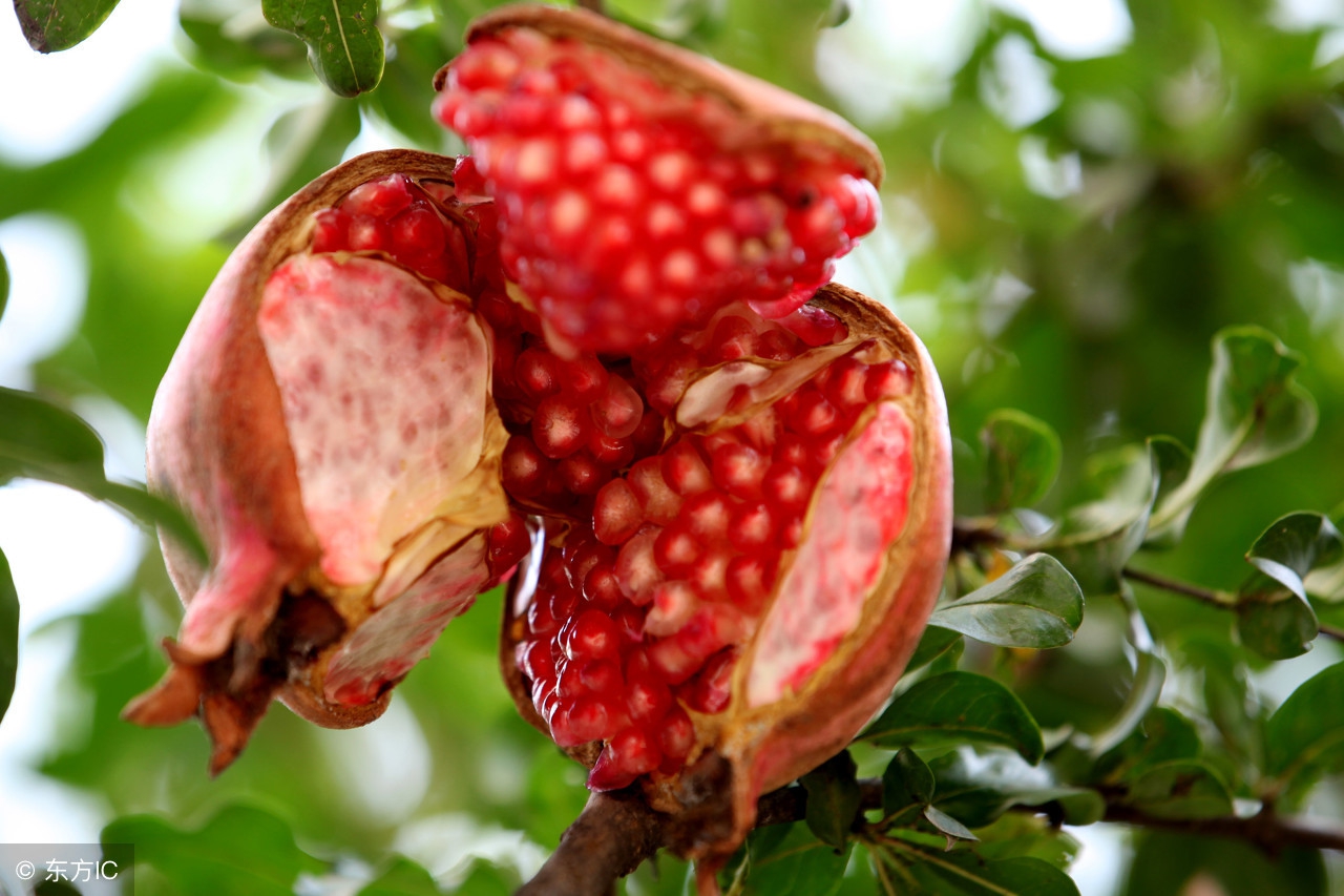 石榴树容易裂么,石榴树容易得什么病