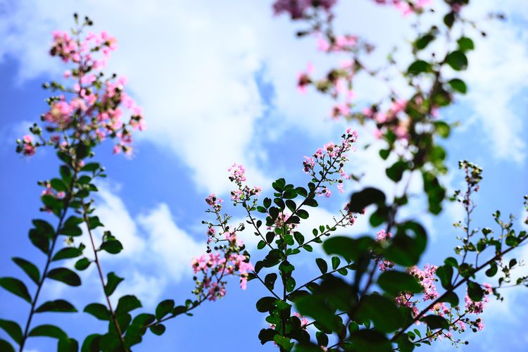 杭州西湖竹涧庭民宿踏春之旅,杭州民宿客栈里的美景攻略