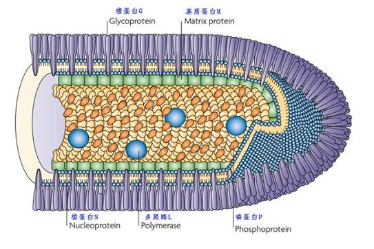 狗咬了没破皮没出血要打疫苗吗,被狗咬了轻微出血要不要打疫苗