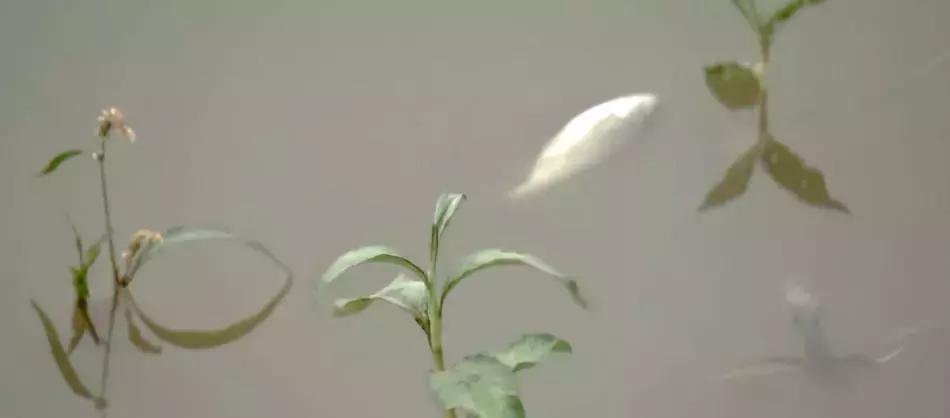 夏季鱼塘鱼都死了怎么办,下雨时鱼塘怎么管理鱼多