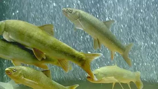 夏季鱼塘鱼都死了怎么办,下雨时鱼塘怎么管理鱼多