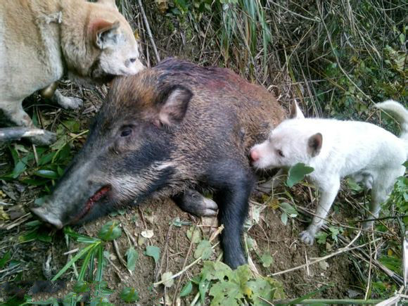 原生犬种中华田园犬,西方犬种真的比中华田园犬好吗