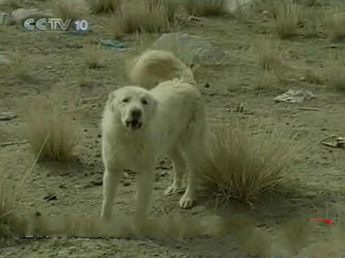 原生犬种中华田园犬,西方犬种真的比中华田园犬好吗