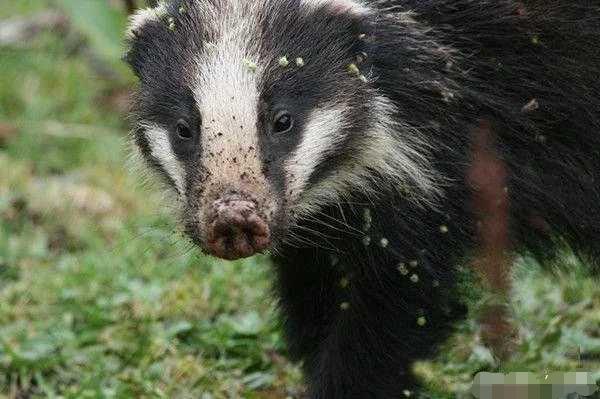 非洲蜜獾天不怕地不怕,我国这三种也不是吃素的,金刚狼原型是它