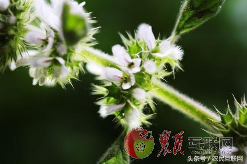 农村随处可见的益母草，对女人竟然这么重要