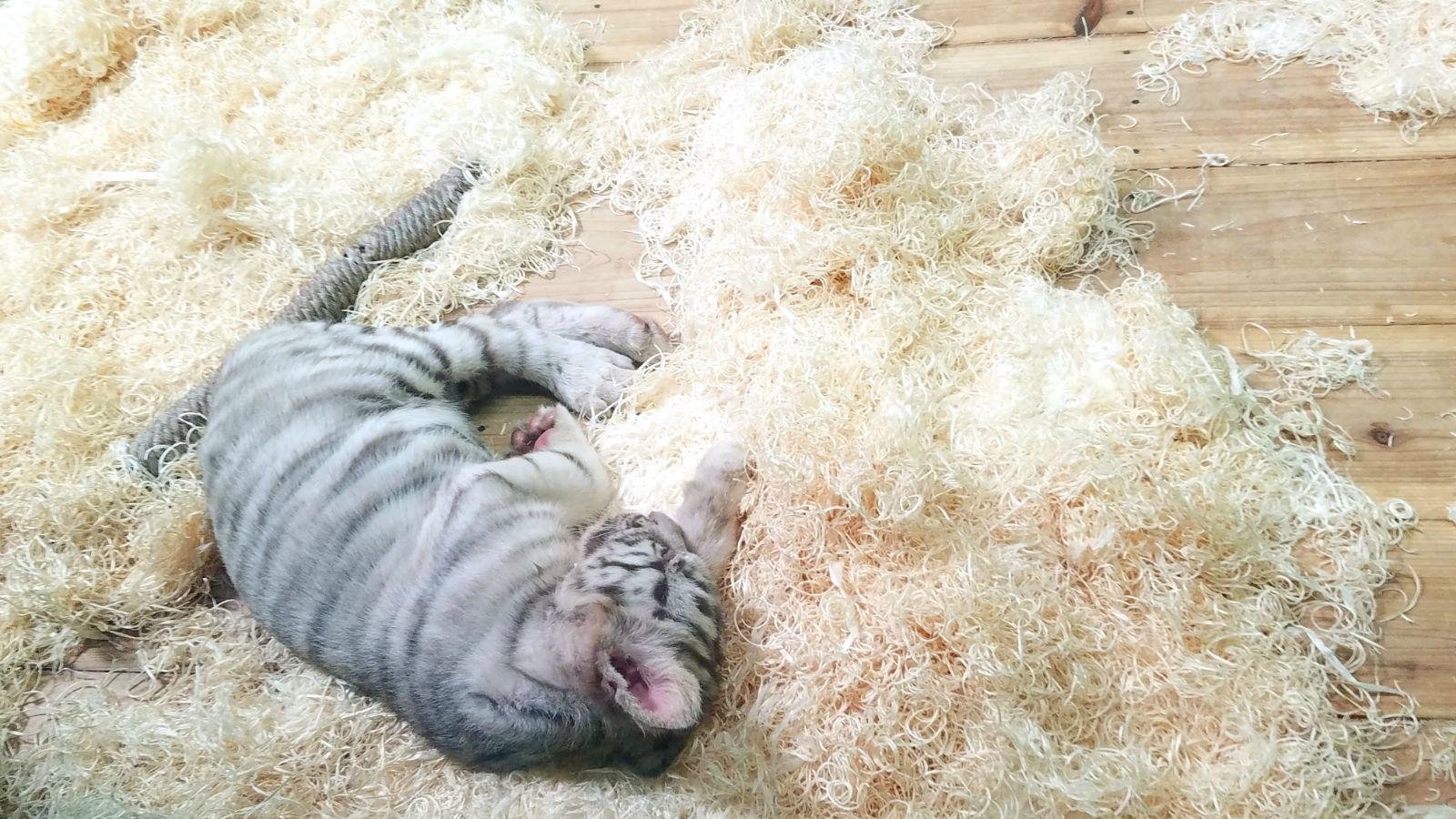 长隆广州野生动物园带娃游玩攻略,一大一小亲子游长隆野生动物园