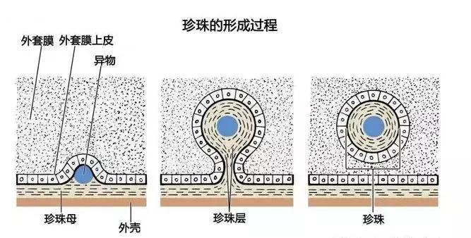 「小火说」弄不懂这些你还敢收藏珍珠（一）