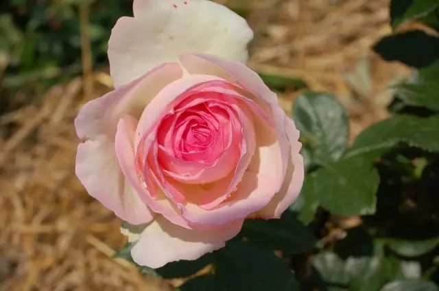 如何领略葡萄酒的魅力,如何品尝葡萄酒的果香