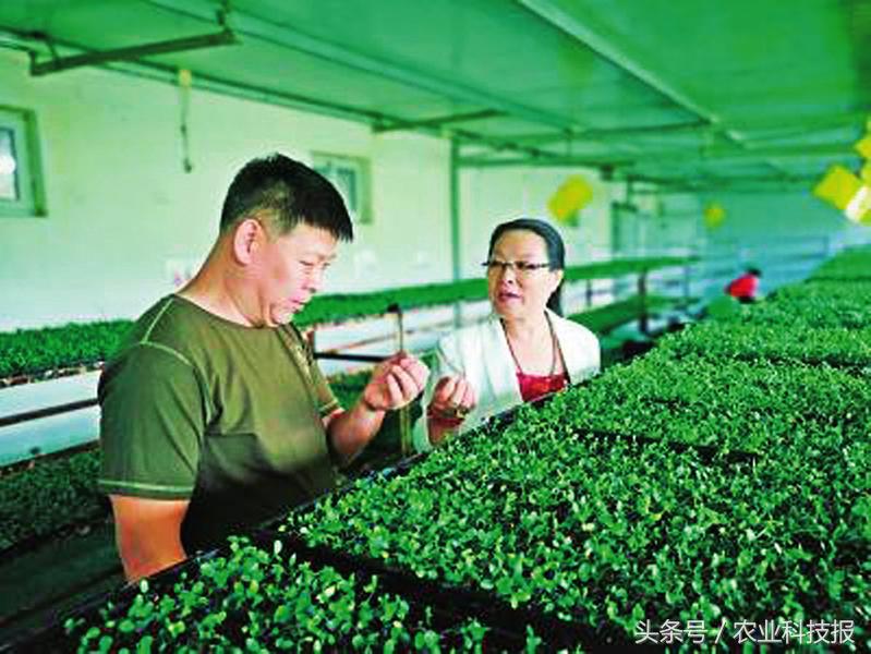 在纸上种菜,纸上种菜大全