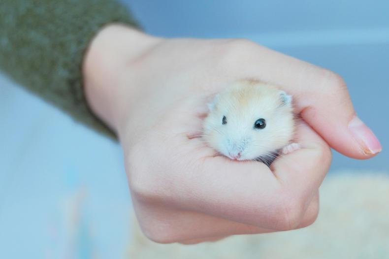 怎样摸仓鼠让仓鼠上手,新手养仓鼠怎么让仓鼠上手不咬人