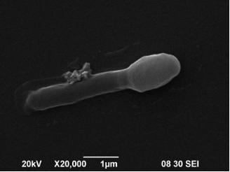 乳酸菌和芽孢杆菌可以一起发酵吗,凝结芽孢杆菌属于乳酸菌吗