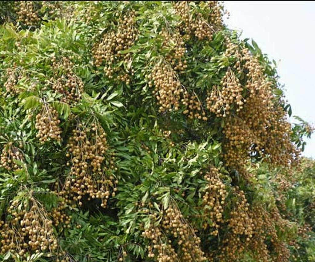 2018年广西荔枝滞销,广西龙眼滞销