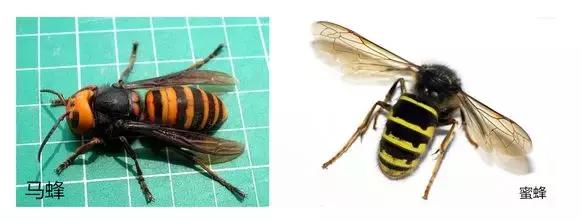 被蜜蜂蛰过不得癌症是真的吗,被6只蜜蜂蛰了会怎么样