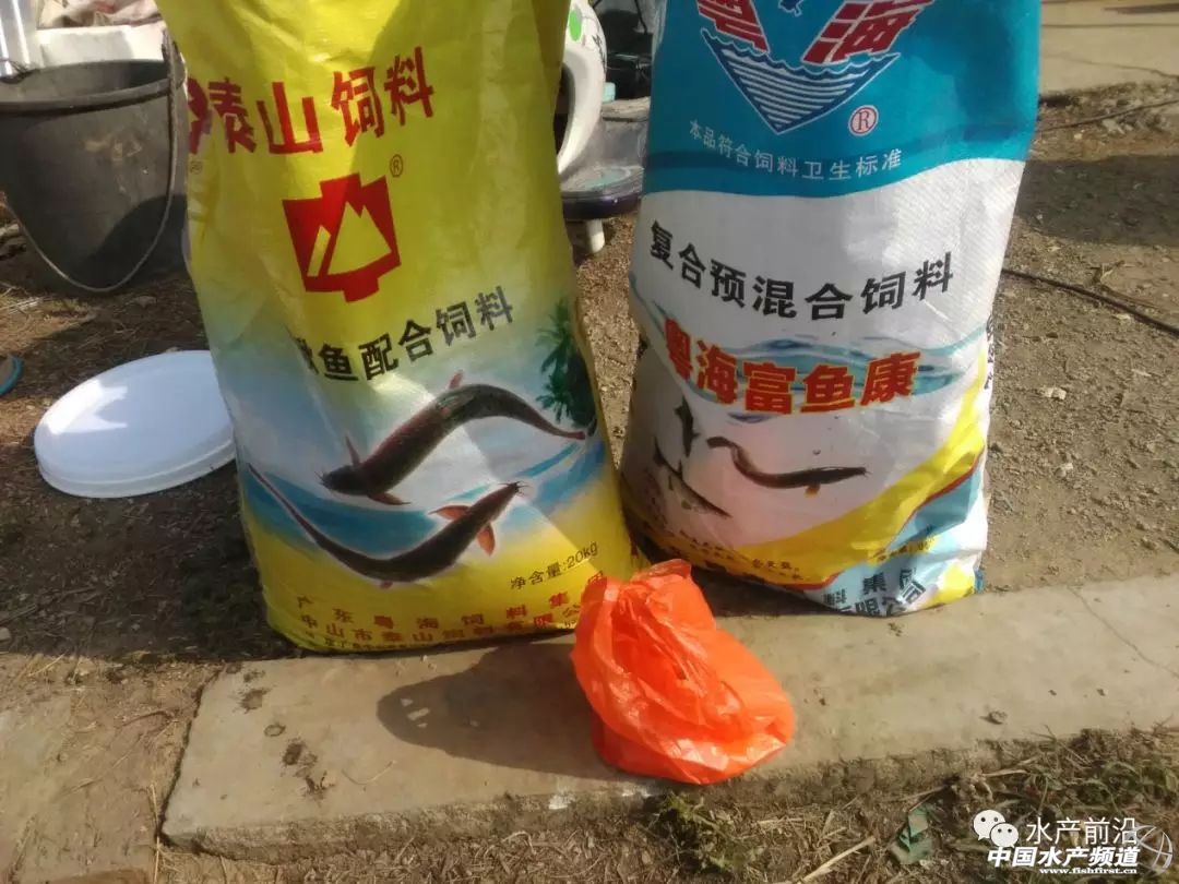 小型养殖泥鳅一亩能赚多少钱,科技苑养泥鳅牛人亩产5000斤