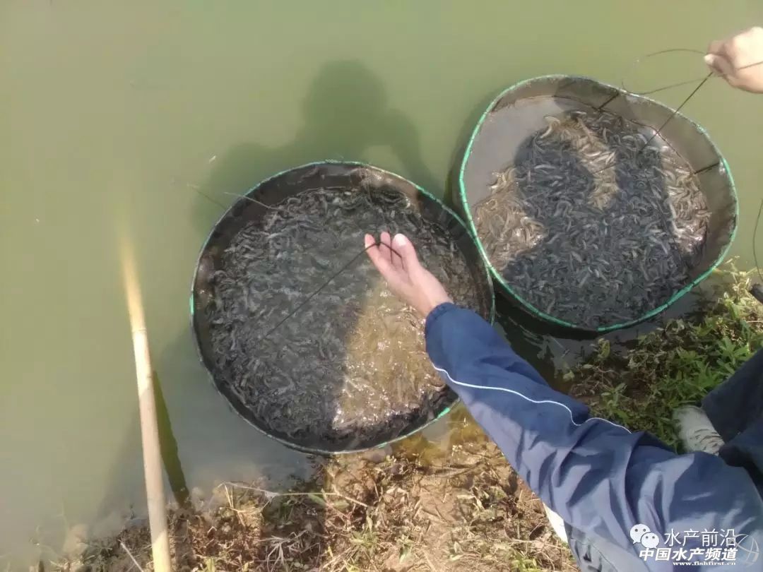 小型养殖泥鳅一亩能赚多少钱,科技苑养泥鳅牛人亩产5000斤