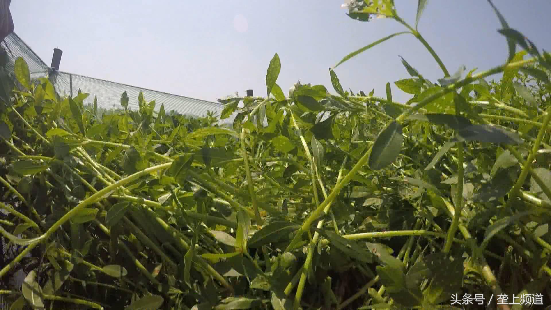 养一万条黄鳝可以赚多少钱,一个网箱黄鳝的收益