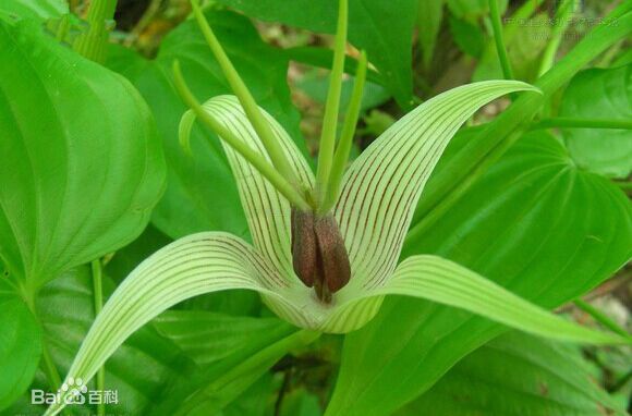 百部本草,每日一本草决明子