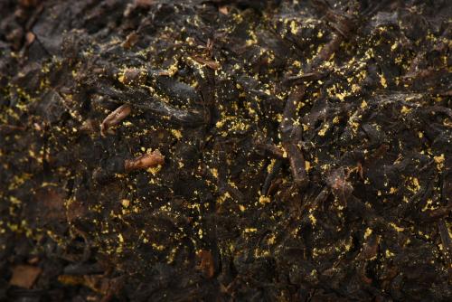 一杯静心的水,静心茶