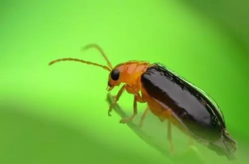 8种农药防治蔬菜害虫的药效试验,蔬菜害虫最佳防治方法