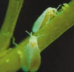 8种农药防治蔬菜害虫的药效试验,蔬菜害虫最佳防治方法