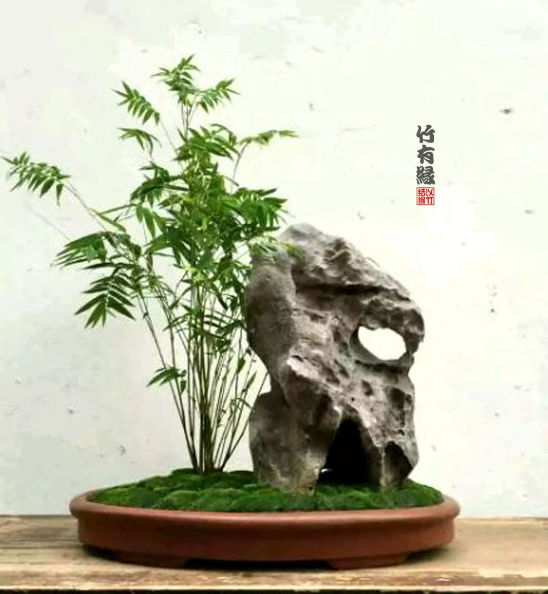 凤尾竹植物养护,凤尾竹米竹怎么养