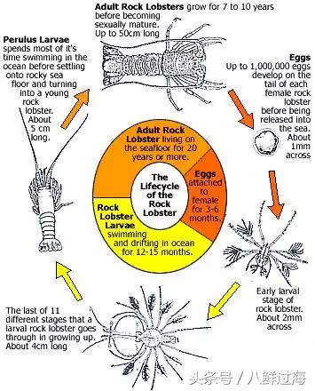 新西兰红色岩龙虾,新西兰岩龙虾介绍