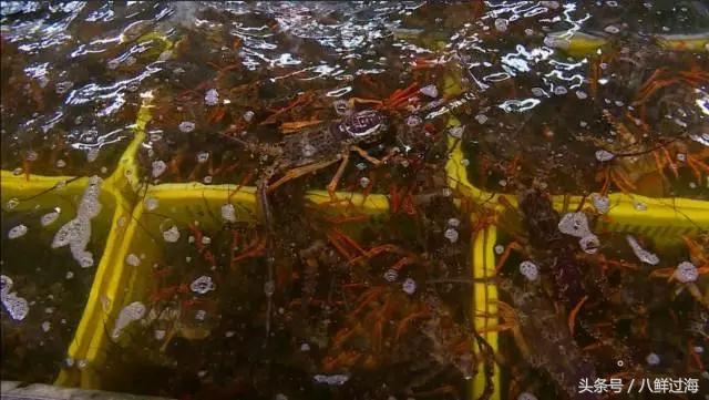 新西兰红色岩龙虾,新西兰岩龙虾介绍