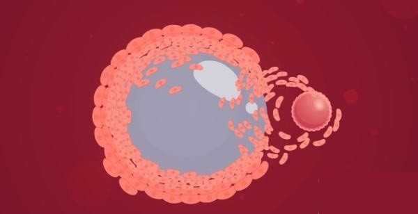 卵巢早衰怎么保养才能保持年轻,常见的检测卵巢功能的方法