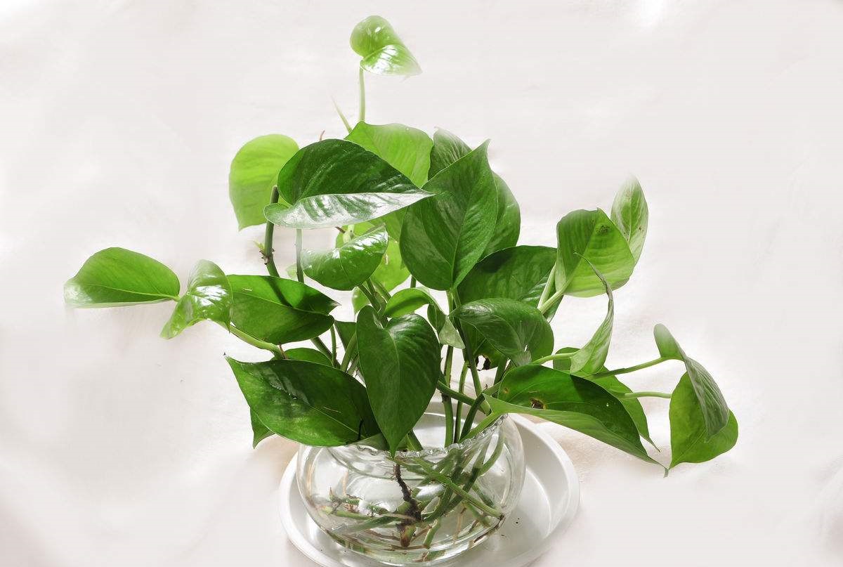 快死绿萝用了这3种水，救活不成问题，还能疯长爆盆！