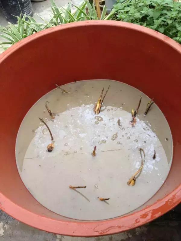 为了种花，老婆把老家的水缸偷来了，骗老妈说腌咸菜！