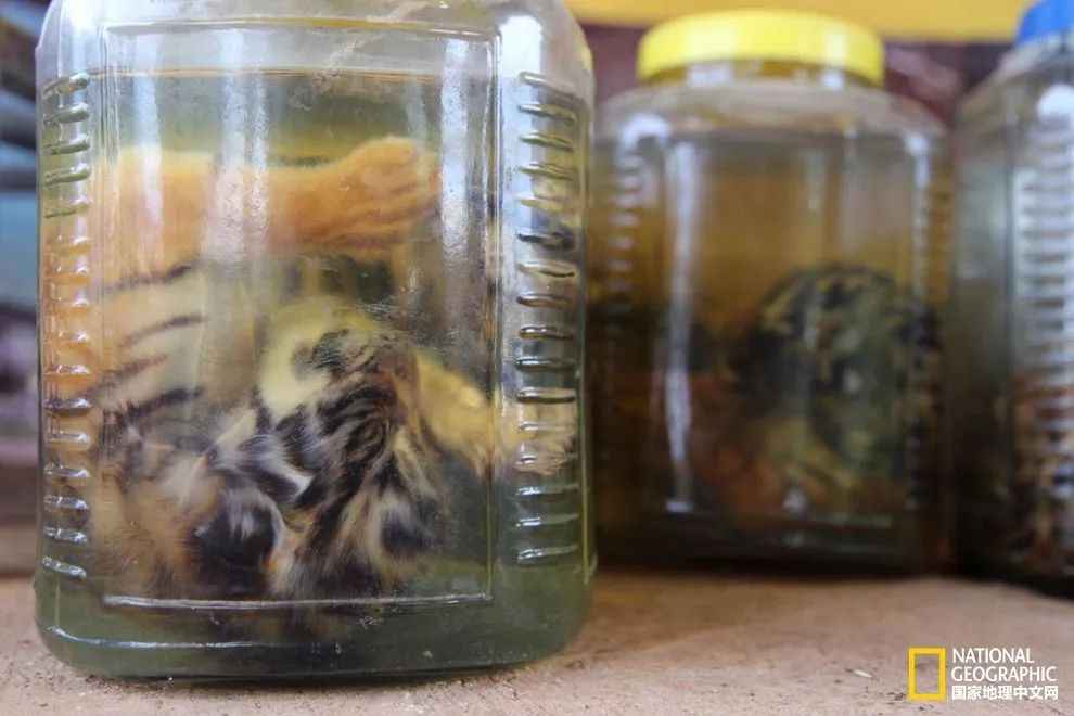国家地理的真相,国家地理讲虎的纪录片
